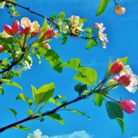 Ветка цветущей яблони :: Leonid Tabakov