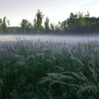 Утренняя роса.Июль. :: Геннадий Ячменев