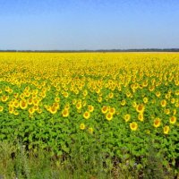 Подсолнухи. :: Галина Полина