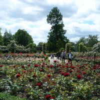 Первые лужайки в Саду роз королевы Марии :: Тамара Бедай 