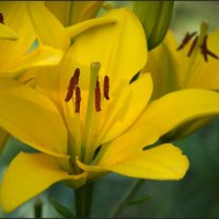Желтые лилии :: lady v.ekaterina