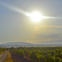Солнце и виноградники :: Виктор Шандыбин