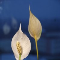 Два цветка на фоне окна :: Евгений Мельников