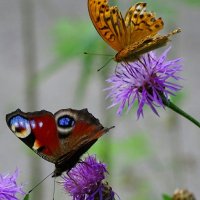 Бабочки :: Милешкин Владимир Алексеевич 