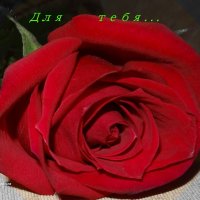 Красная роза" Для тебя" :: Натала ***