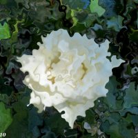 Фантазия на тему белой розы :: Нина Бутко