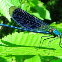 .  Самец   Красотка блестящая (лат. Calopteryx splendens) :: vodonos241 