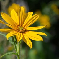Солнечный цветок :: lady v.ekaterina