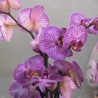 Орхидеи :: Татьяна Беляева