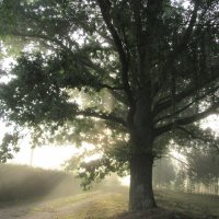 В лучах утренего тумана :: Mariya laimite