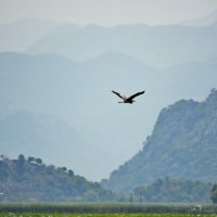 ГравиЦАПЛЯ летит :) :: Александр С.