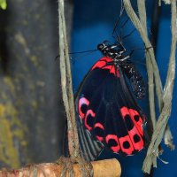 Красно-черная бабочка :: Наталья (ShadeNataly) Мельник