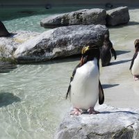 Пингвины :: Natalia Harries