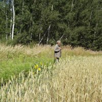 Пшеничное поле :: Светлана Рябова-Шатунова