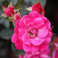 Очень розовая роза :: Елена Викторова 