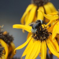 Пчелка - цветочек :: Светлана Ященко