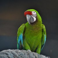 Попугай зелёный ара :: Константин Анисимов