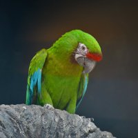 Попугай зелёный ара :: Константин Анисимов