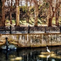 Фауна городской реки... Набережная Салгира... Fauna of the city river... Salgira embankment... :: Сергей Леонтьев