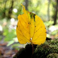 Осень с мордочкою лисьей обрывает крылья - листья.. :: Андрей Заломленков