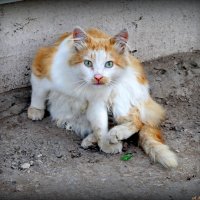 Ну чего уставился, кота с помойки не видел?... :: Андрей Заломленков