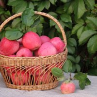 Осенние яблочки :: Mariya laimite