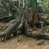 National park Stolby, Russia, Siberia, Krasnoyarsk. :: Igor Novikov