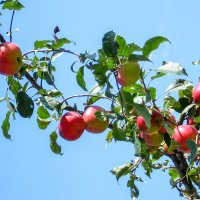 урожай яблок IMG_0028 :: Олег Петрушин