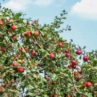 урожай яблок IMG_0033 :: Олег Петрушин