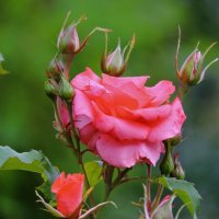Розовая роза :: Анастасия Баранова