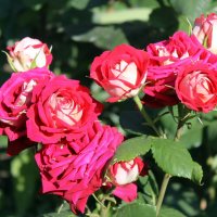 Как хороши, как све́жи были розы в моём саду! :: Валентина ツ ღ✿ღ