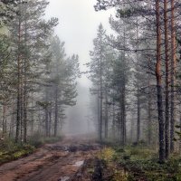в лесу :: Ольга Cоломатина