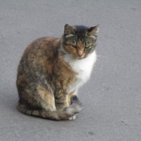 Уличная кошка. :: Зинаида 