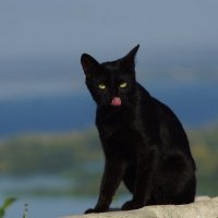 Черная кошка :: Валерий 