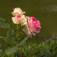 Летние розы :: Aнна Зарубина