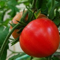 Урожай томатов :: Милешкин Владимир Алексеевич 