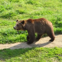 Бурый медведь :: Natalia Harries