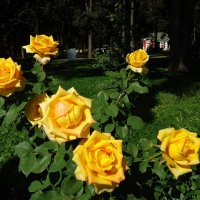 Золотые розы сентября :: Ирина 