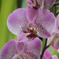 орхидея :: Alex Krashchuk