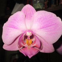 Орхидея :: Алексей Кузнецов
