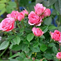 розовые розы :: vg154 