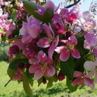 Яблоня в майском цвету :: Елена Павлова (Смолова)
