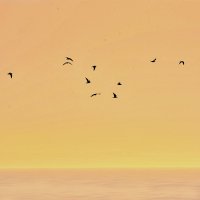 чайки над морем :: linnud 