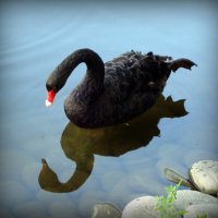 Черный Лебедь :: Евгения Х