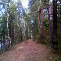 Увиденная красота в лесу вчера 14 сентября 2018 года :: Ольга Кривых