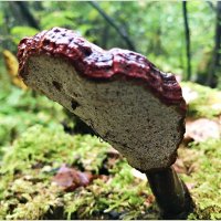 Сегодня встретился удивительный древесный гриб. :: Валерия Комова