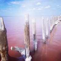 Розовое озеро Сасык-Сиваш :: Ольга Голубева