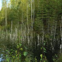 каемка леса и воды :: Михаил Жуковский