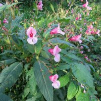 Бальзамин садовый или недотрога бальзаминовая (Impatiens balsamina — от лат. «нетерпеливый») :: Елена Павлова (Смолова)