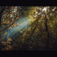 Таинственный лес :: Вадим Басов
